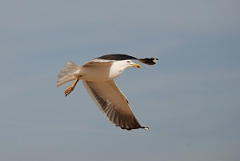 David Plant Photography - Wildlife Photography - Lesser black-backed gull - E